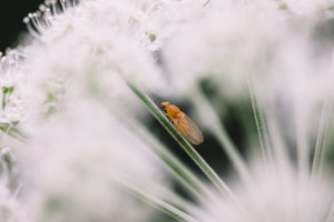 White flowers with insect, close-up White flowers with insect, close-up